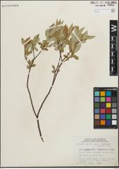 Foto von Salix lucida Muhl.